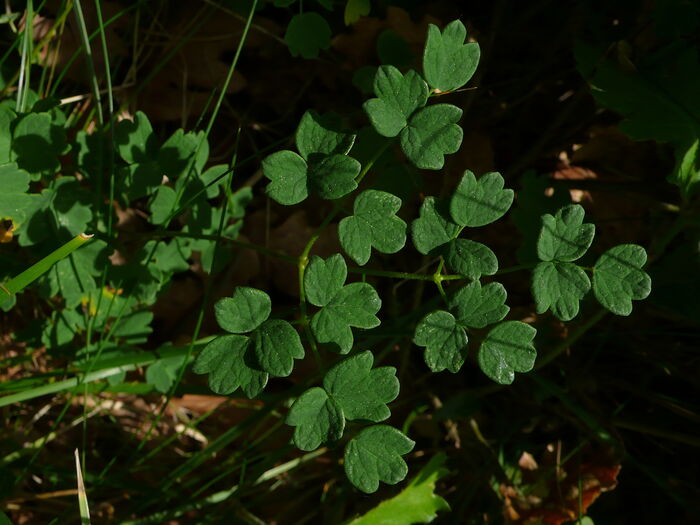 Flore de la Corse