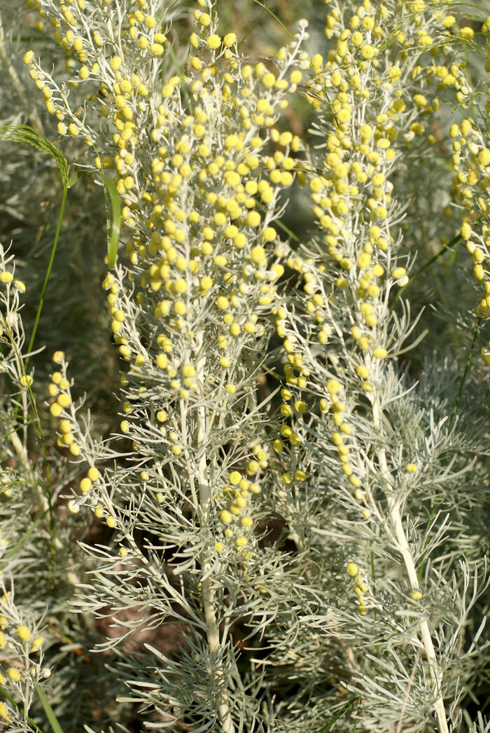 Flore de la Corse