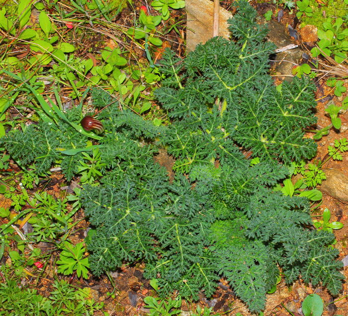 Flore de la Corse