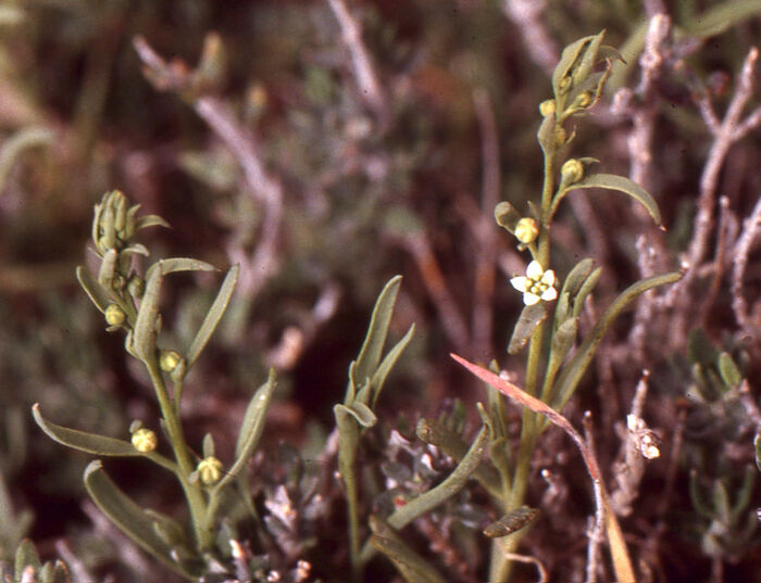 Flore de la Corse