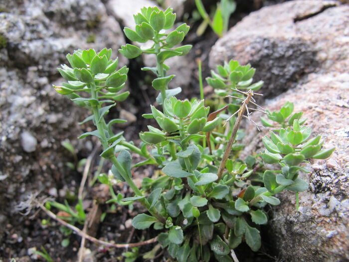 Flore de la Corse