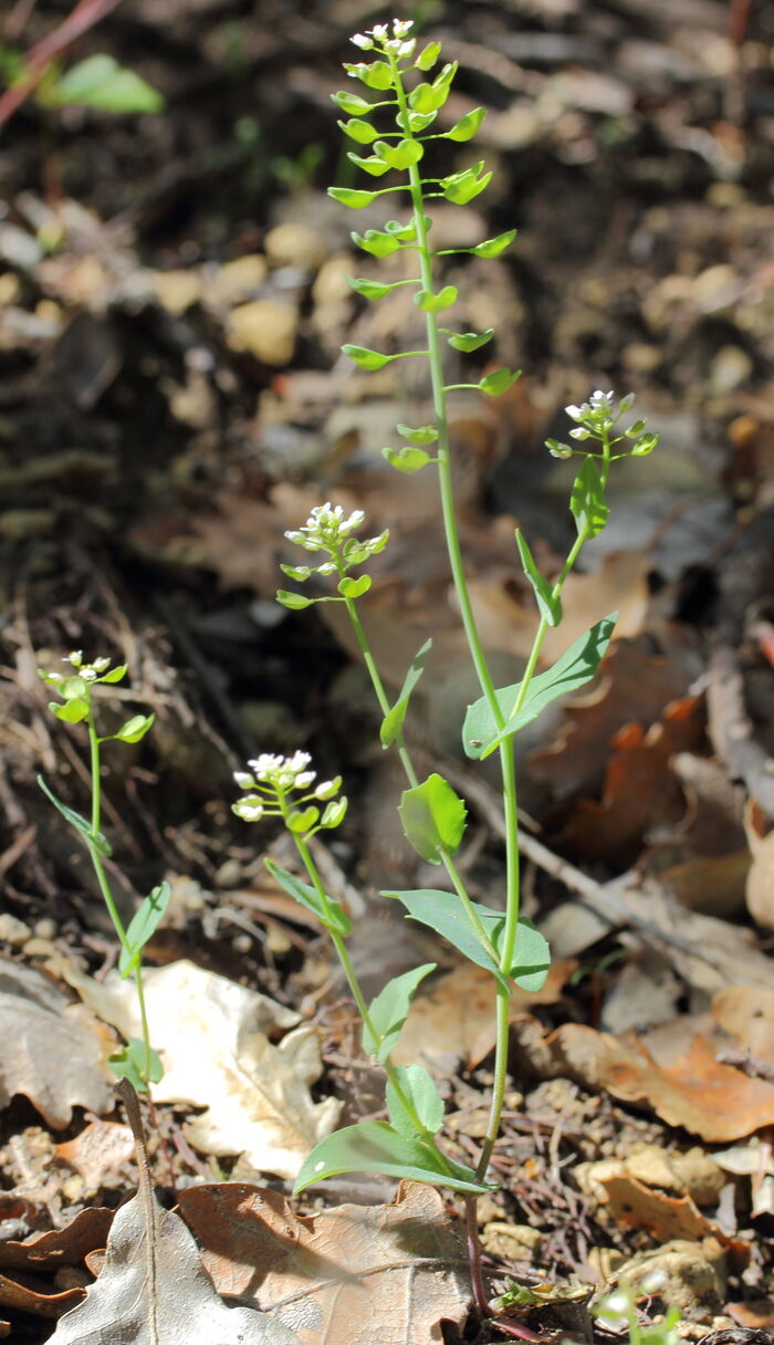 Flore de la Corse