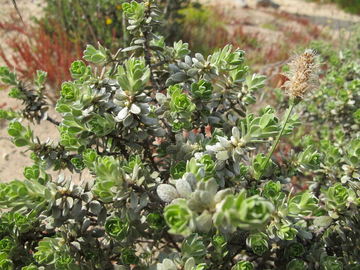 Flore de la Corse