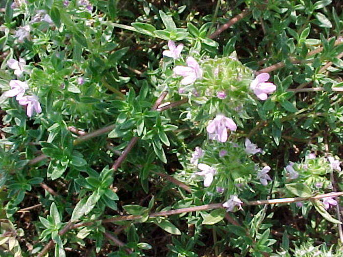 Flore de la Corse