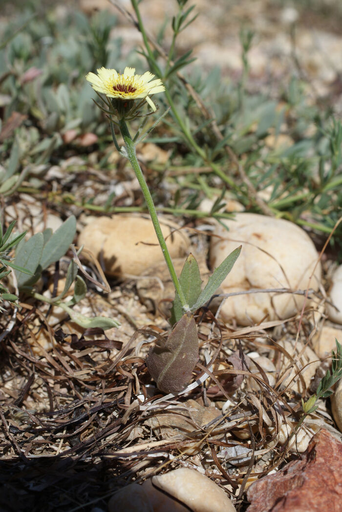 Flore de la Corse