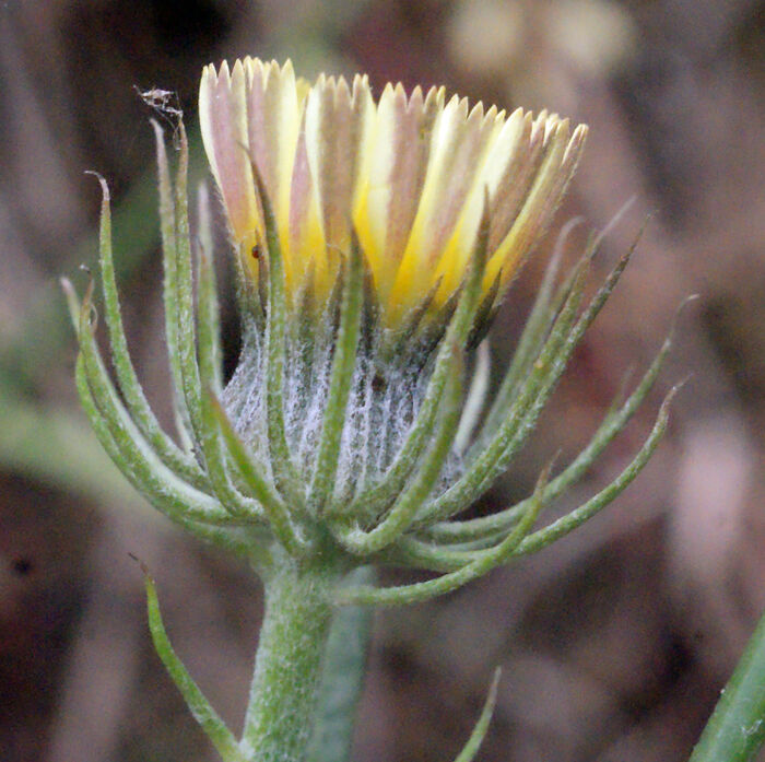 Flore de la Corse