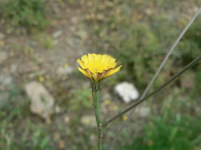 Flore de la Corse