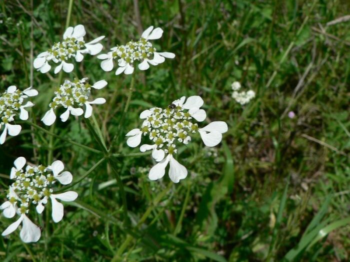 Flore de la Corse