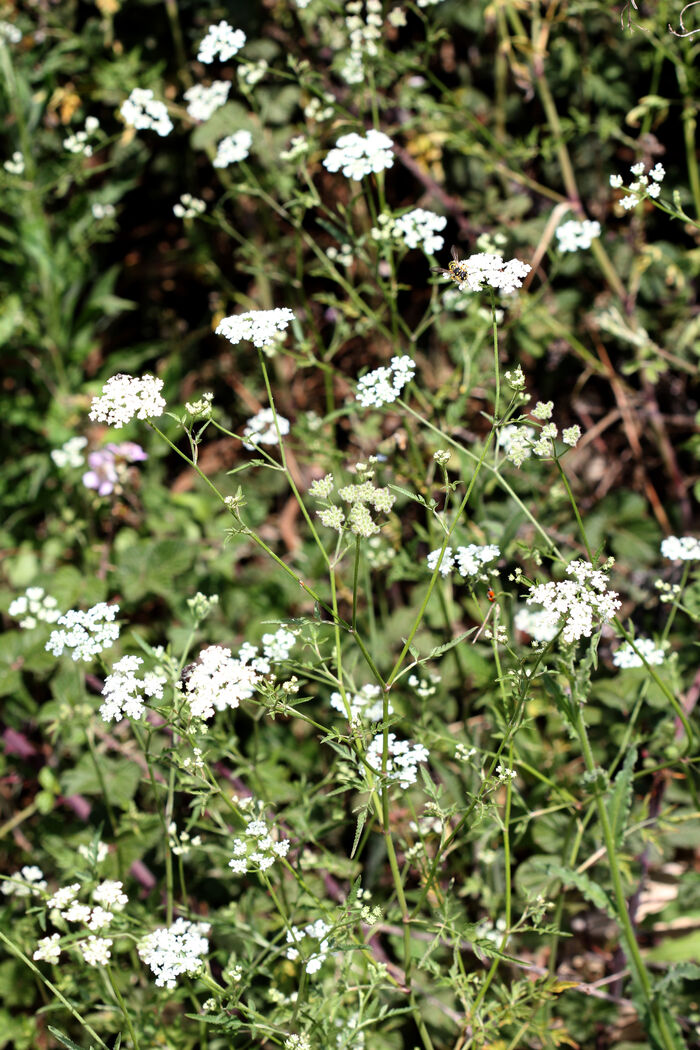 Flore de la Corse