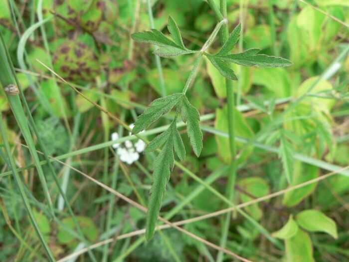 Flore de la Corse