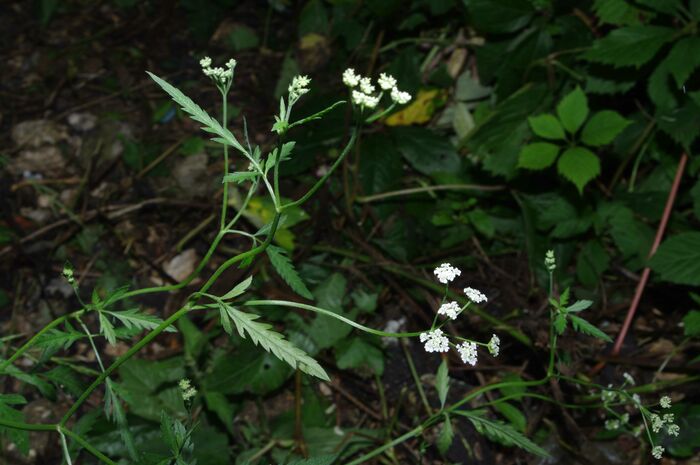 Flore de la Corse