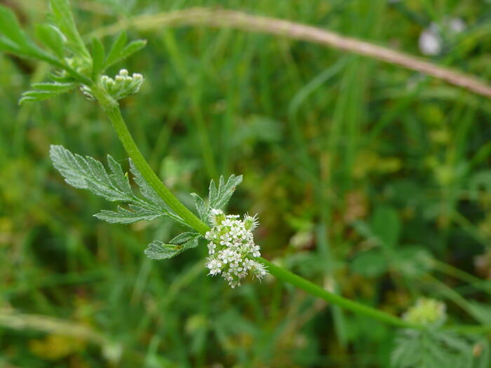 Flore de la Corse