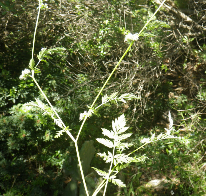 Flore de la Corse