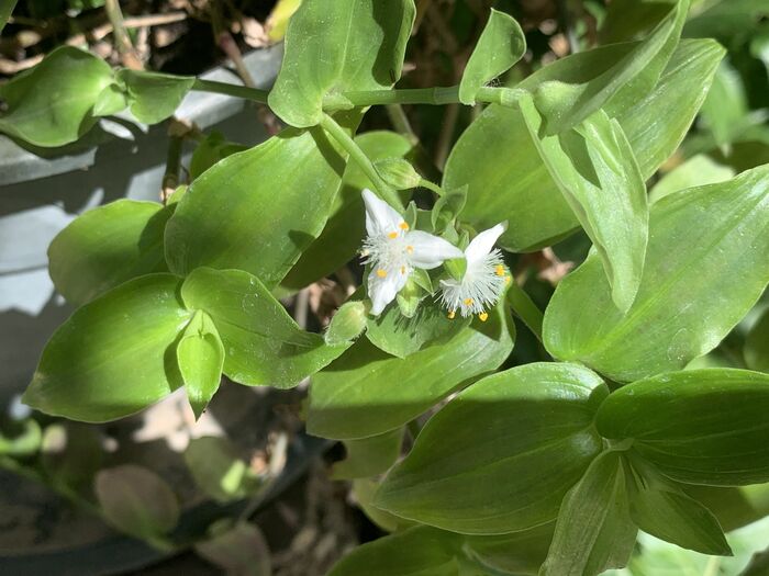 Flore de la Corse