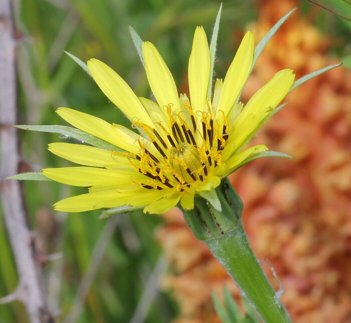 Flore de la Corse