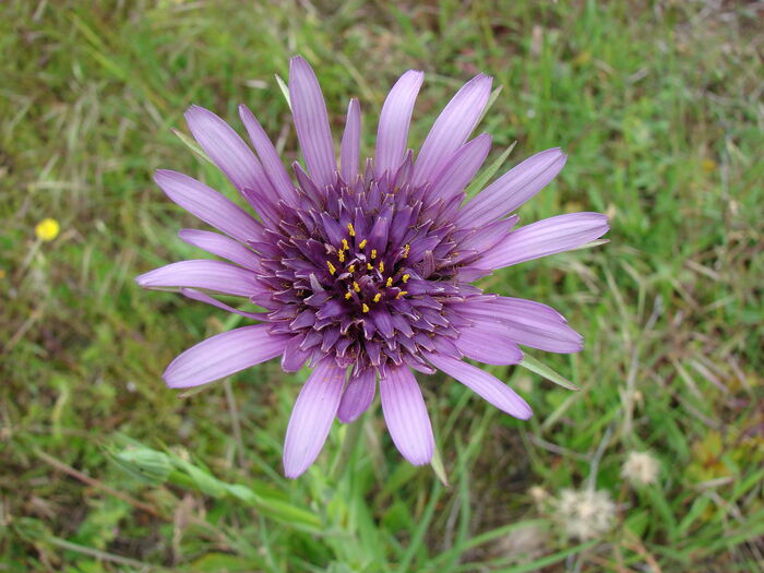 Flore de la Corse