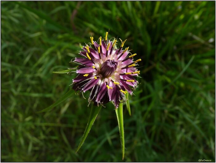 Flore de la Corse