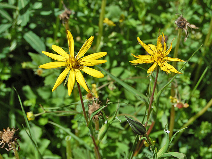 Flore de la Corse