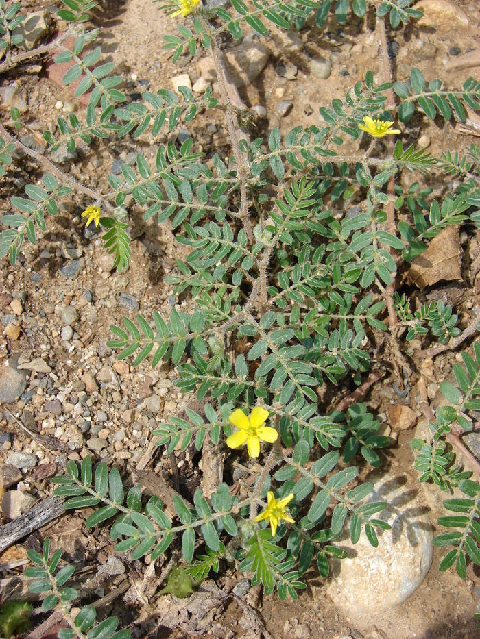 Flore de la Corse