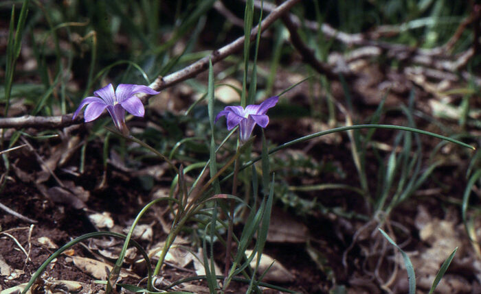 Flore de la Corse