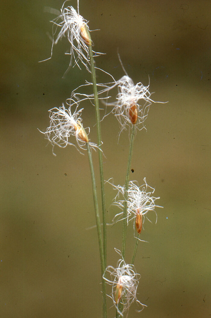 Flore de la Corse