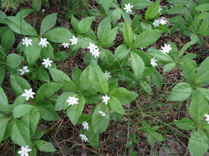 Flore de la Corse