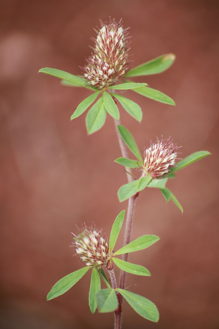 Flore de la Corse