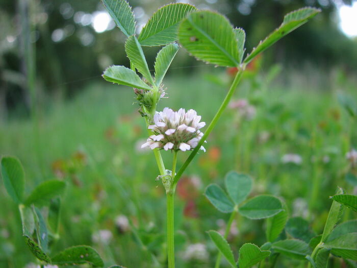 Flore de la Corse