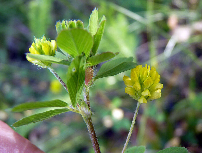 Flore de la Corse