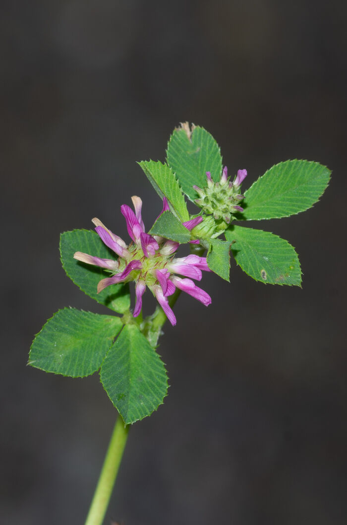 Flore de la Corse