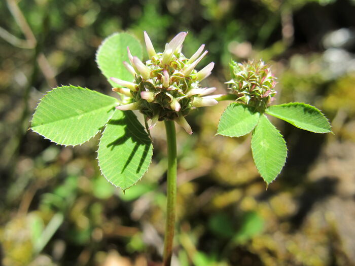 Flore de la Corse