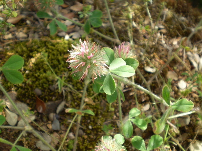 Flore de la Corse