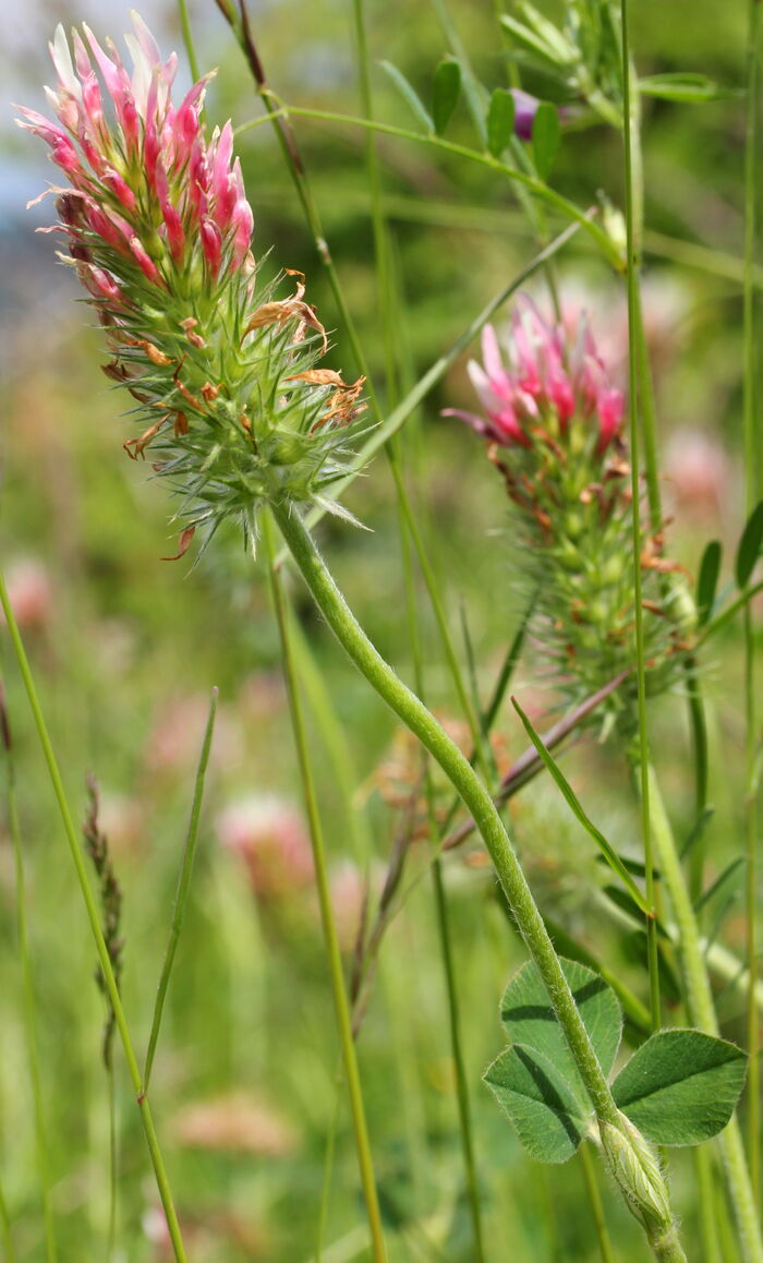 Flore de la Corse