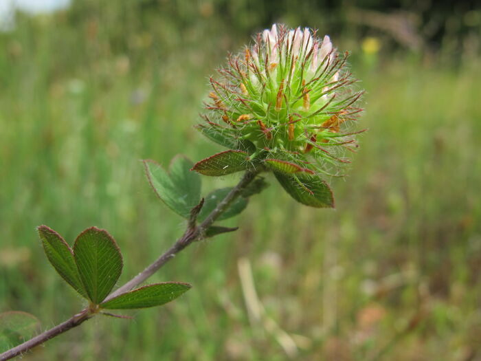 Flore de la Corse