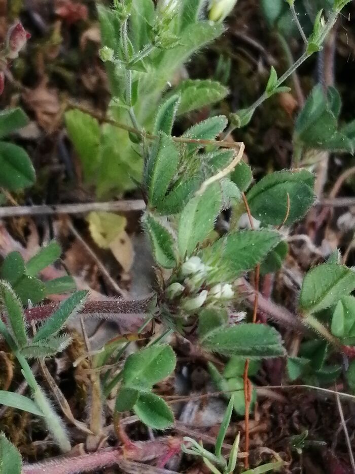 Flore de la Corse