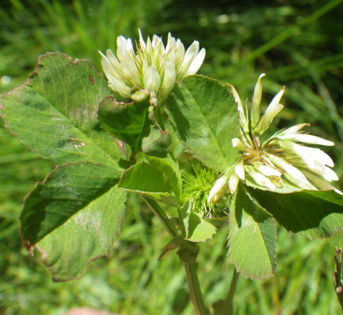 Flore de la Corse