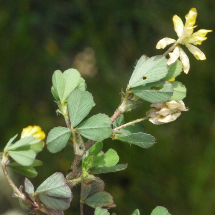 Flore de la Corse