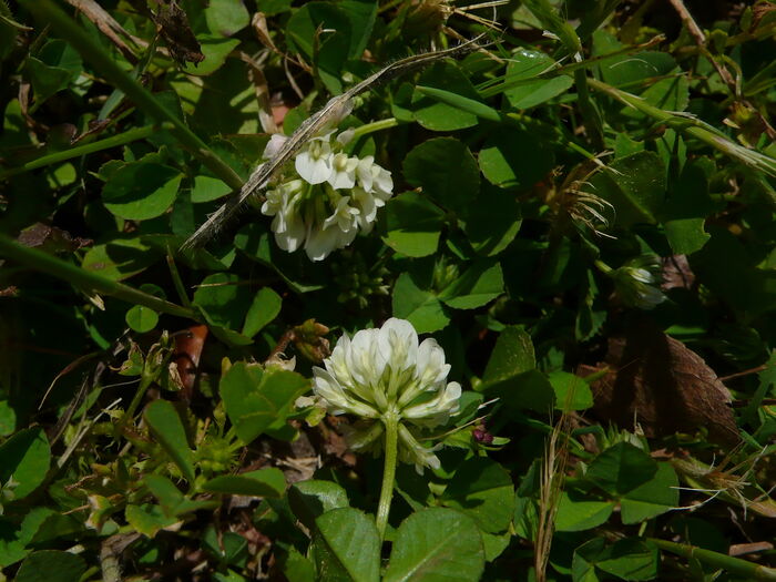 Flore de la Corse