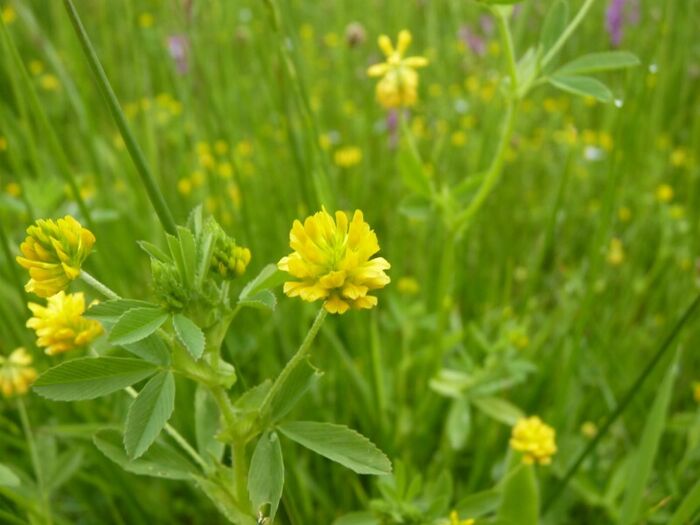 Flore de la Corse