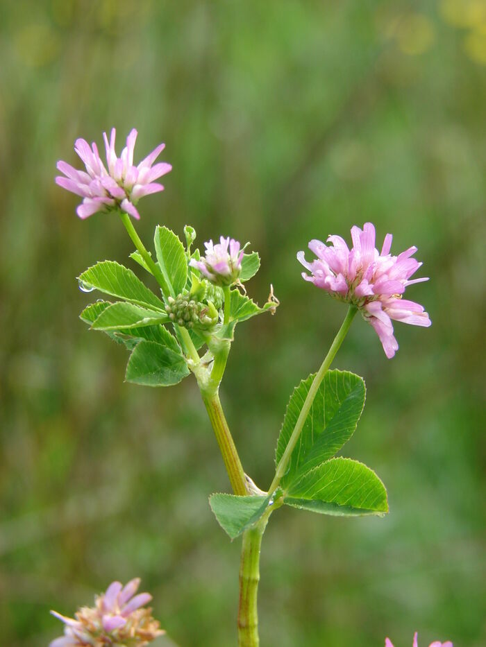 Flore de la Corse