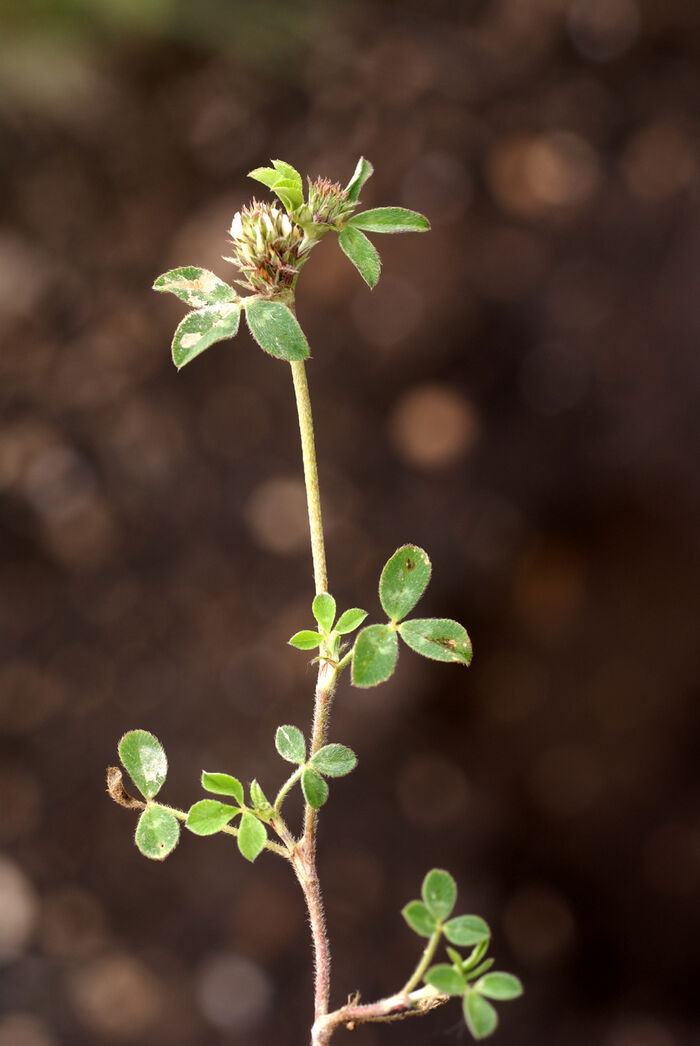 Flore de la Corse