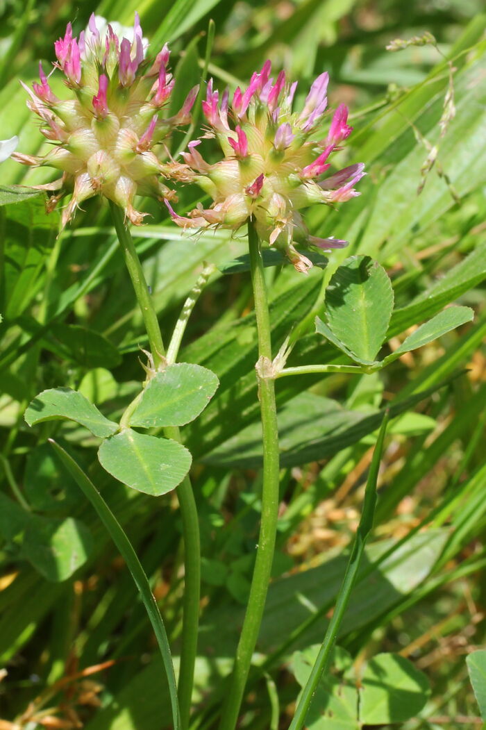 Flore de la Corse