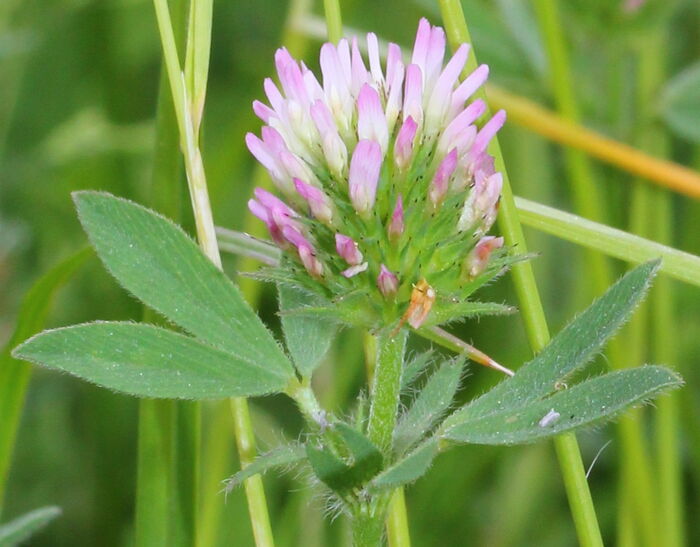 Flore de la Corse