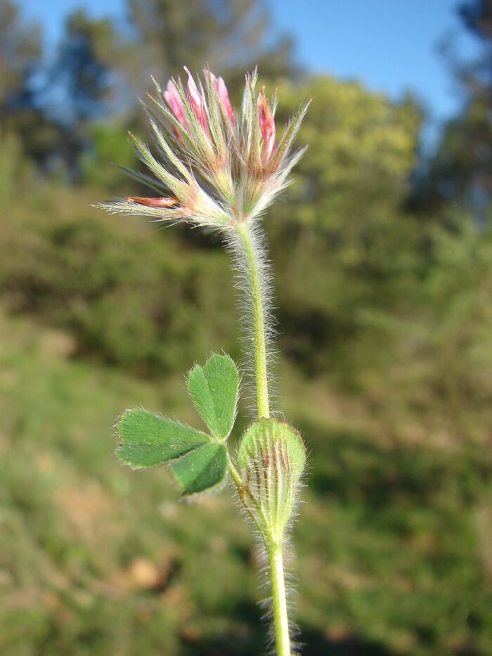 Flore de la Corse