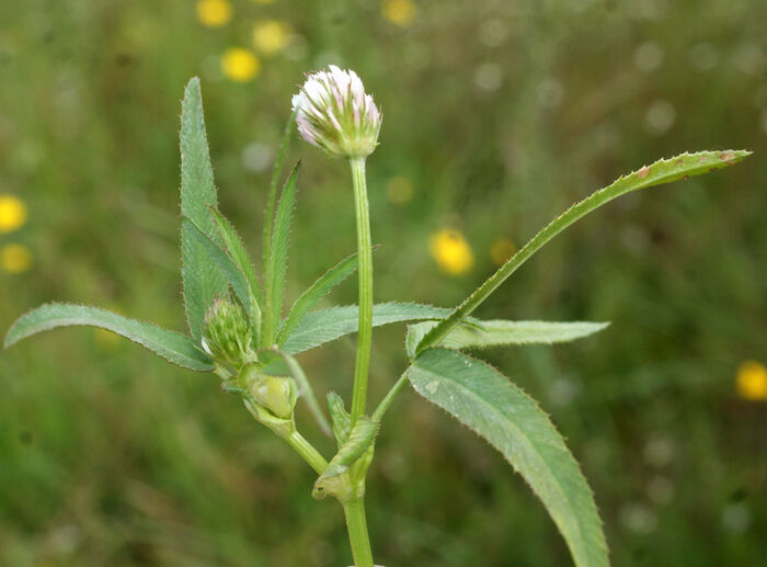 Flore de la Corse