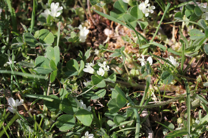 Flore de la Corse