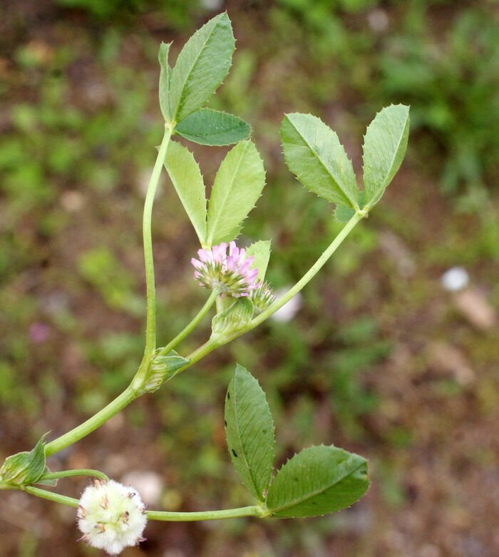 Flore de la Corse