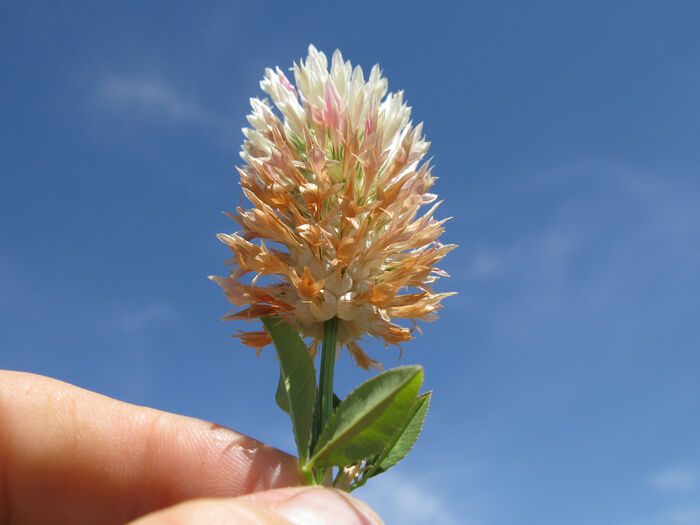 Flore de la Corse