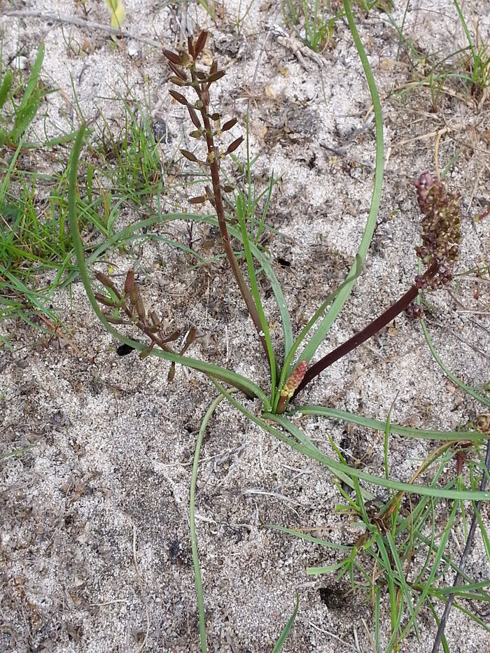 Flore de la Corse