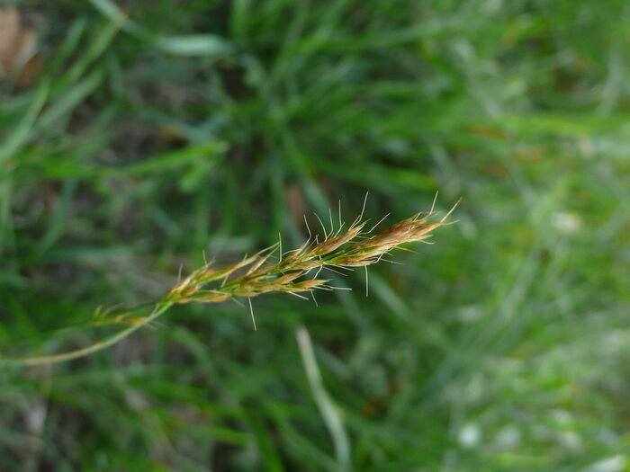 Flore de la Corse